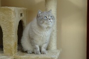 BRITISH SHORTHAIR 014